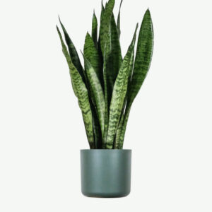 Sansevieria Laurentii - 3Lts