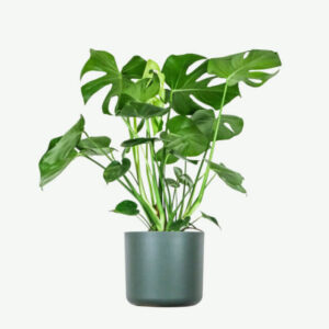Monstera Deliciosa - 3Lts