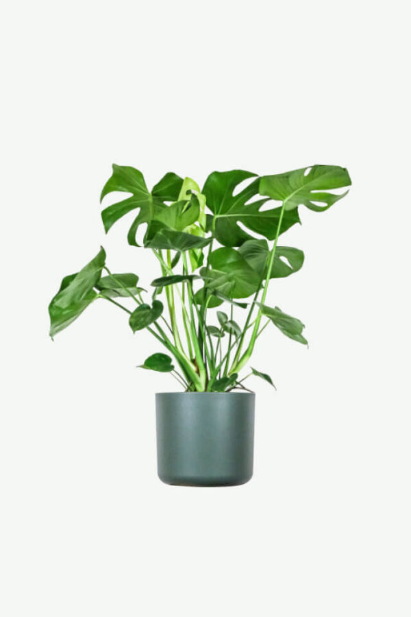 Monstera Deliciosa - 3Lts