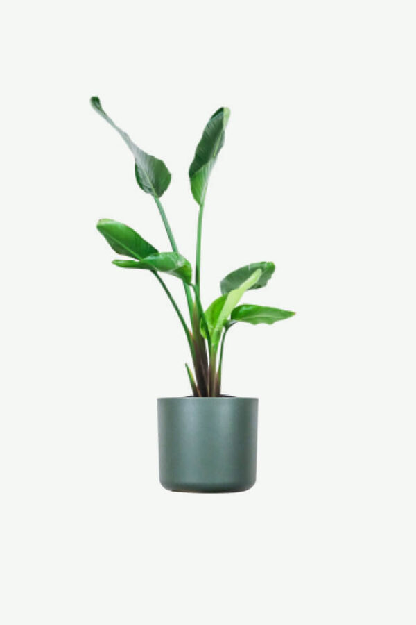 Strelitzia - Ave del paraiso - 3Lts - Image 3