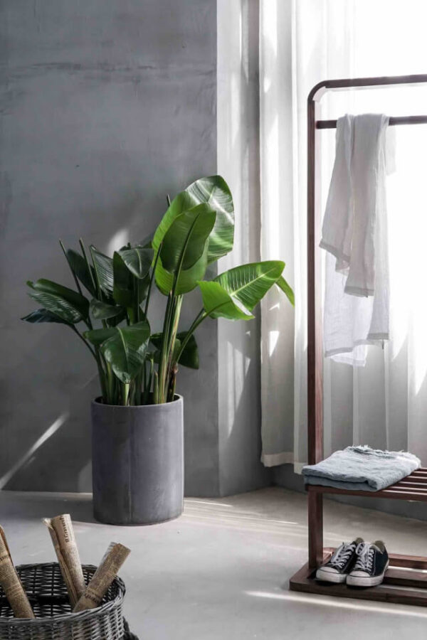 Strelitzia - Ave del paraiso - 3Lts - Image 2