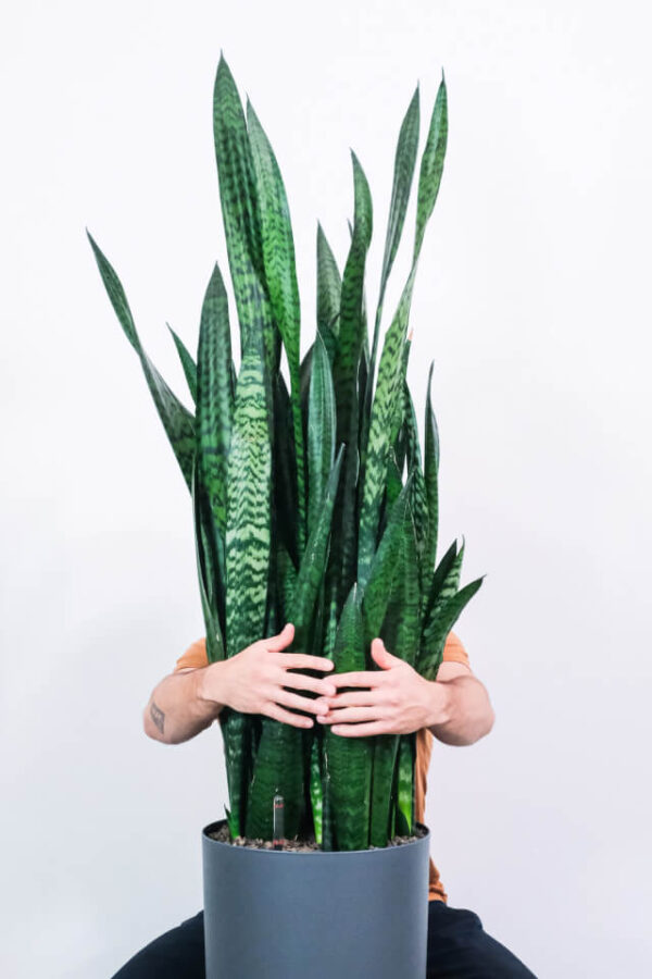 Sansevieria Laurentii - 3Lts - Image 2