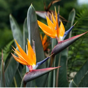 Strelitzia - Ave del paraiso - 3Lts