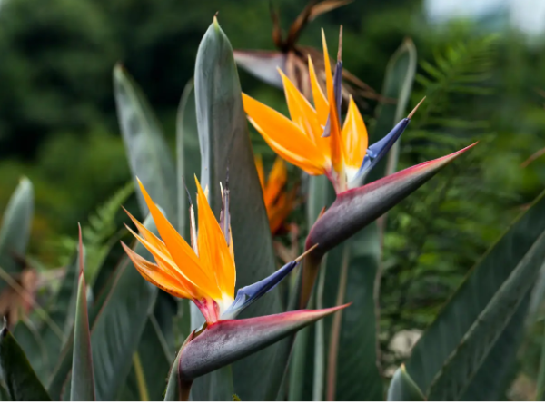 Strelitzia - Ave del paraiso - 3Lts