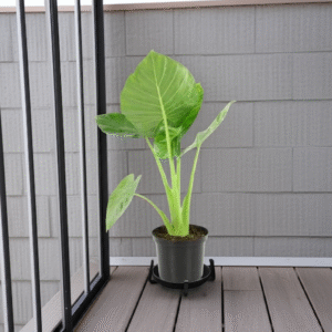 Alocasia macrorrhizos - Oreja de elefante - 3Lts