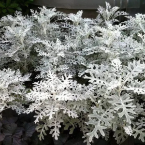 Cineraria Marítima - 3Lts