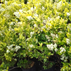 Ligustrum texanum aurea - 3Lts