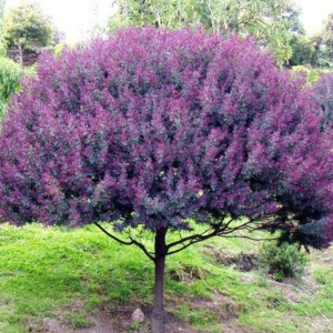 Acacia Bayleyana Rubra - 3 Lts