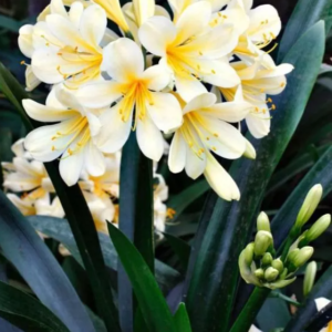 Clivia de flor Amarilla - 3Lts