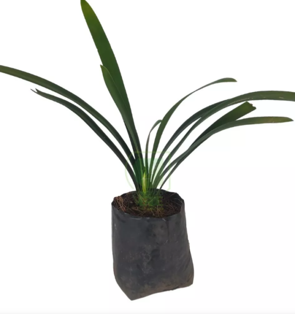 Clivia de flor Amarilla - 3Lts - Image 2