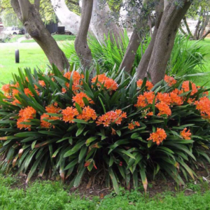 Clivia de flor Naranja - 3Lts