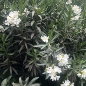 Laurel de Flor Blanca - 3Lts