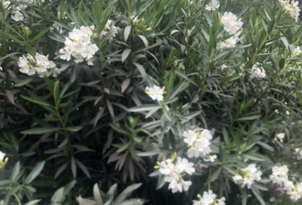 Laurel de Flor Blanca - 3Lts