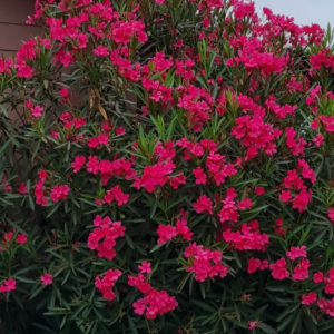 Laurel de Flor Roja - 3Lts
