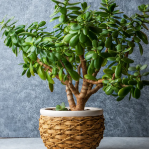 Arbol de Jade - 3 Lts
