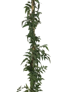 Jazmin de China - 3Lts