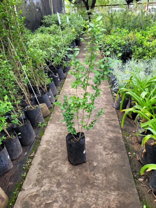 Ligustrum Ovalifolium - 3Lts