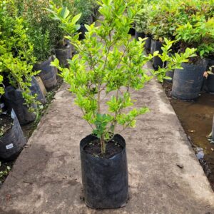 Ligustrum Ovalifolium Aurem - 3Lts