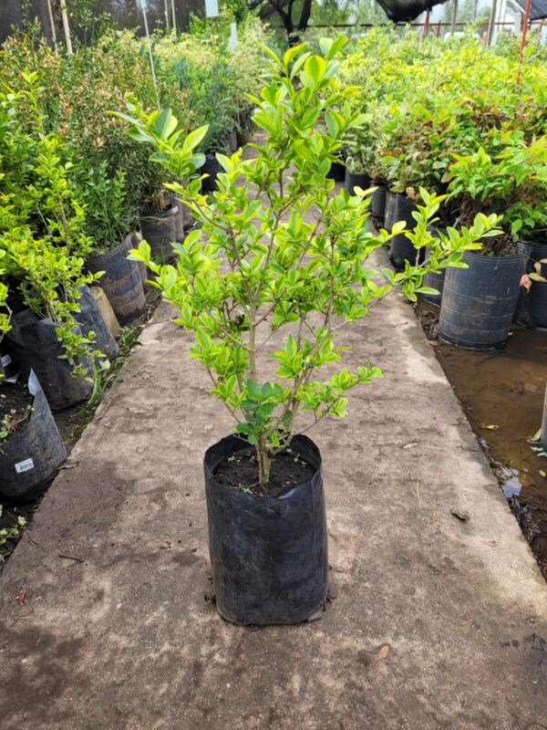 Ligustrum Ovalifolium Aurem - 3Lts
