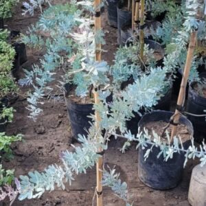 Acacia Bayleyana Rubra - 10 Lts