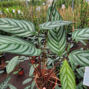 Calatea Setosa - 3 Lts