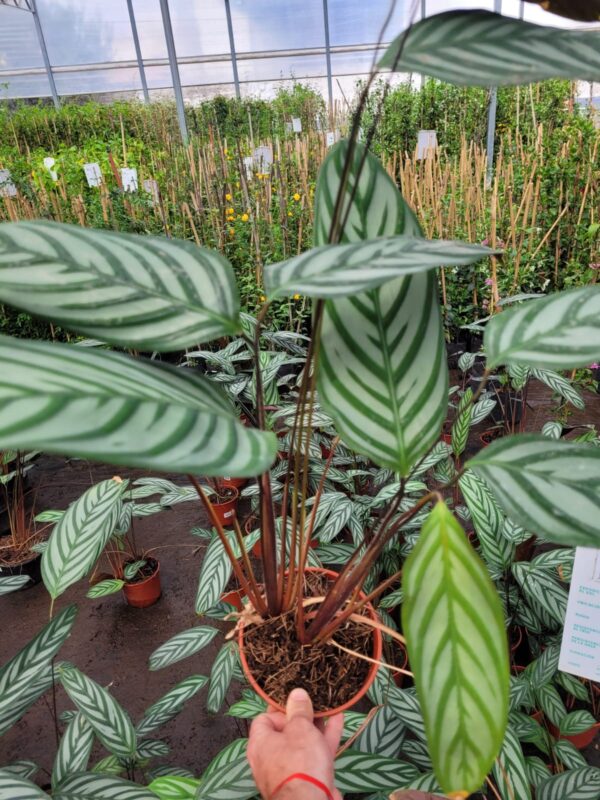 Calatea Setosa - 3 Lts