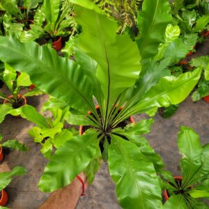 Asplenium - 3 Lts
