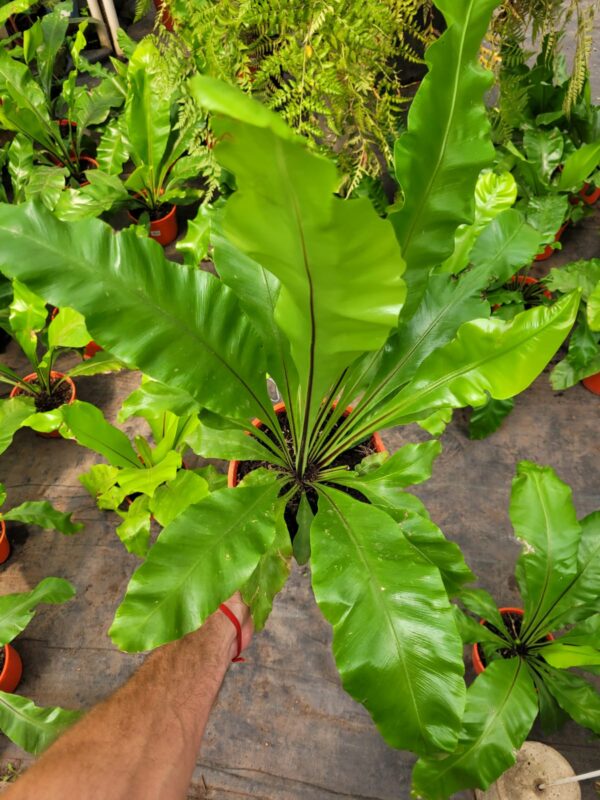 Asplenium - 3 Lts