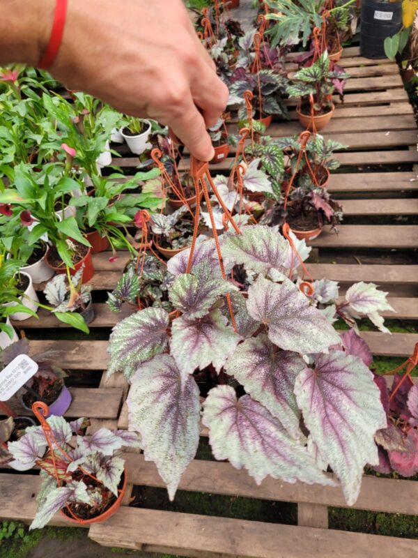 Begonia REX - 18 cm