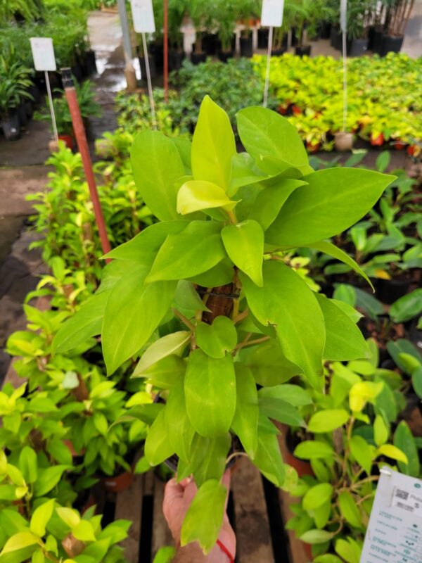 Philodendro Lemon - 17 cm
