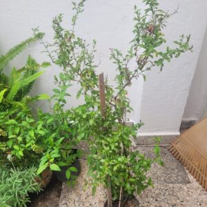 Jazmin del Cielo - 3 Lts