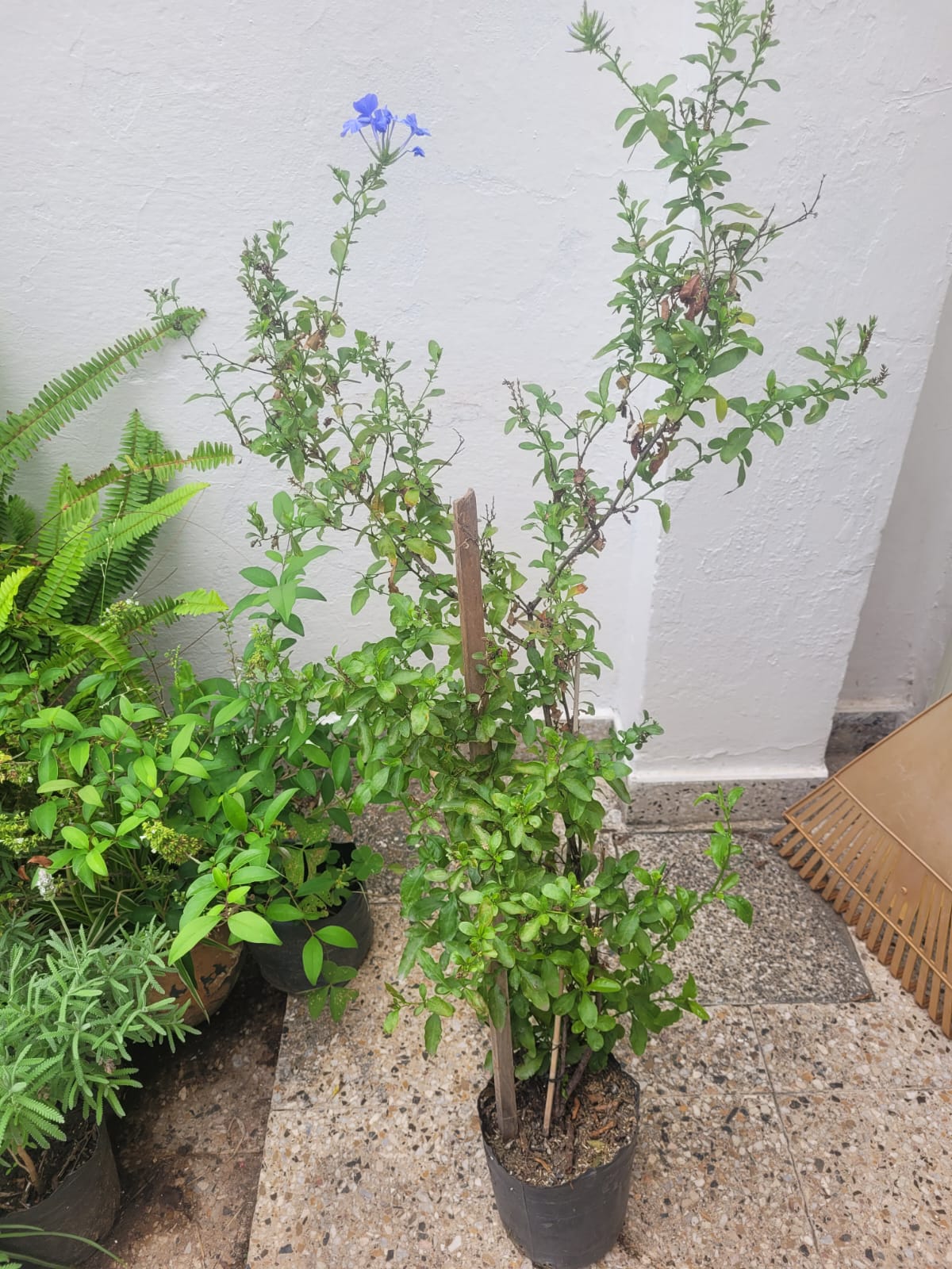 Jazmin del Cielo - 3 Lts