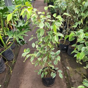 Ficus Variegado Benjamina - 3 lts