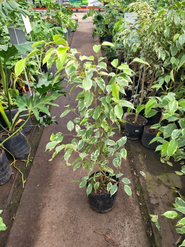 Ficus Variegado Benjamina - 3 lts