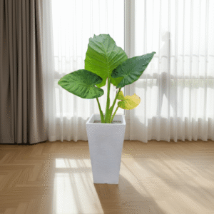 Rotomoldeada Piramidal 35 cm+ Alocacia 60 cm