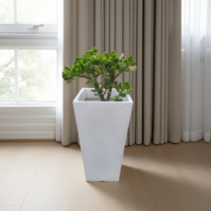 Maceta Rotomoldeada Piramidal 35 cm + Arbol de Jade 50 cm