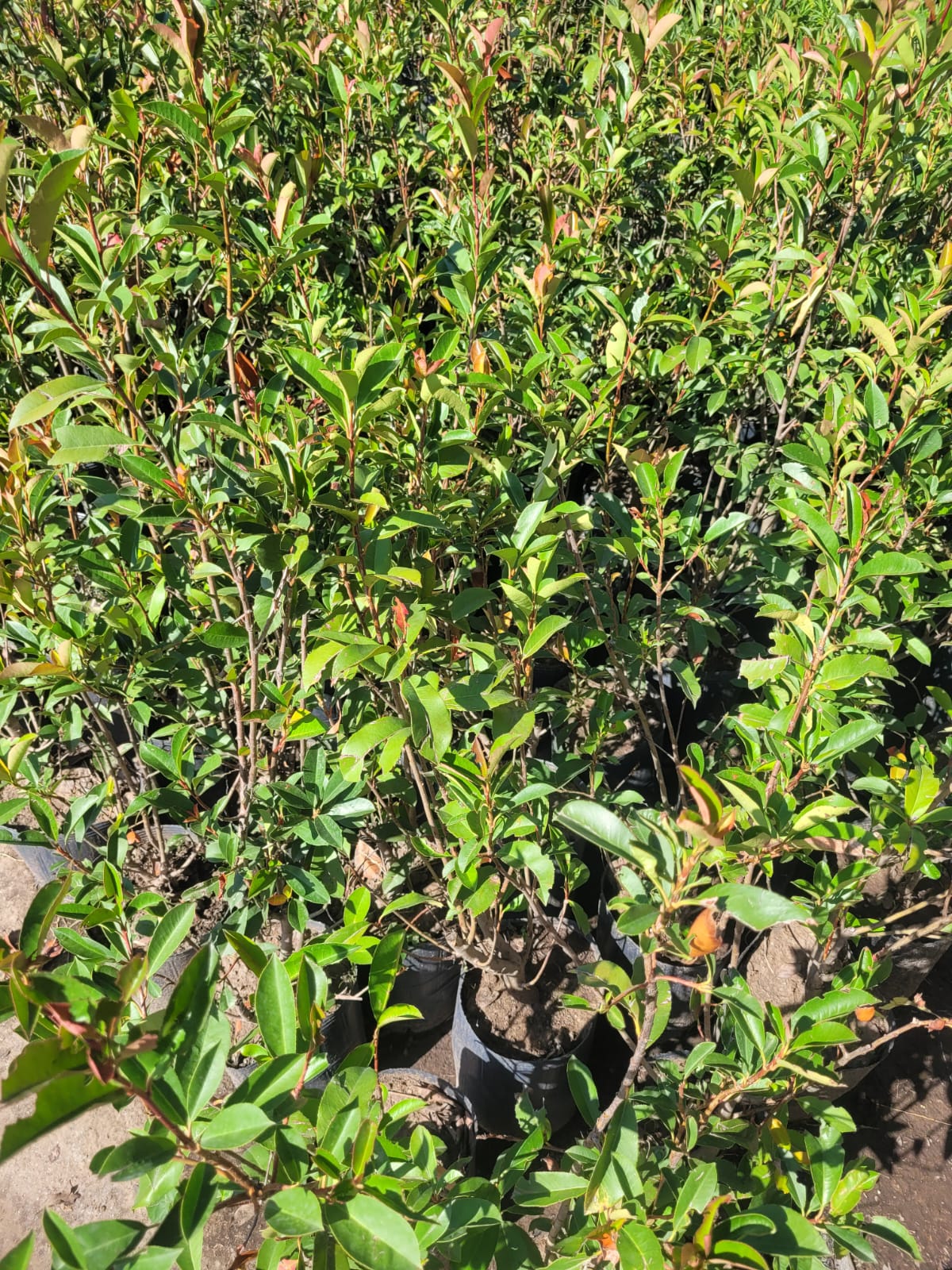 Fotinia - 3 Lts - Image 4