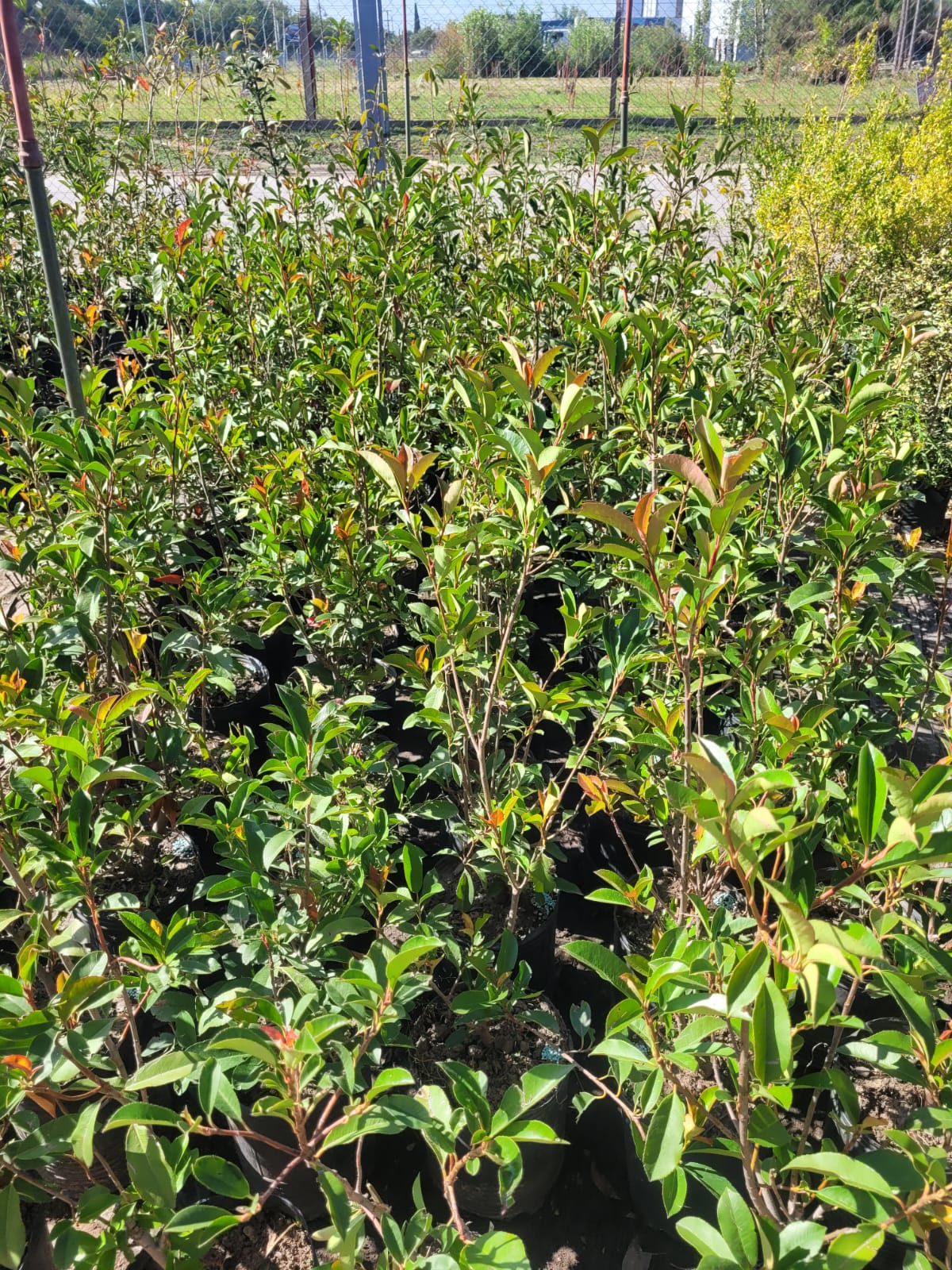 Fotinia - 3 Lts - Image 5