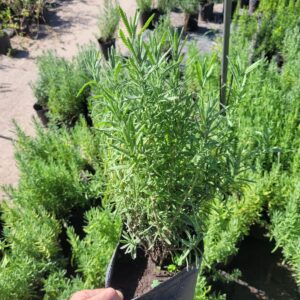 Lavanda Dentada - 3Lts