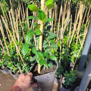 Jazmín de Leche - 3 Lts