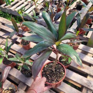 DRACENA - PALMITA ROJA - M12
