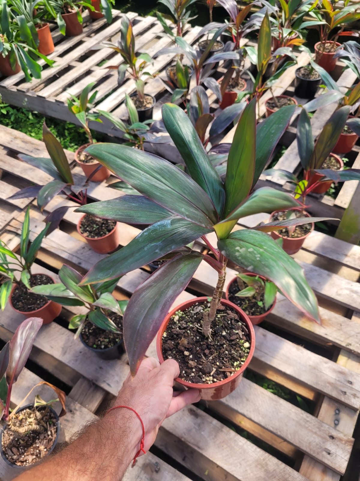 DRACENA - PALMITA ROJA - M12