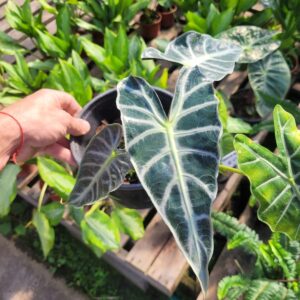 ALOCASIA AMAZONIA - M12