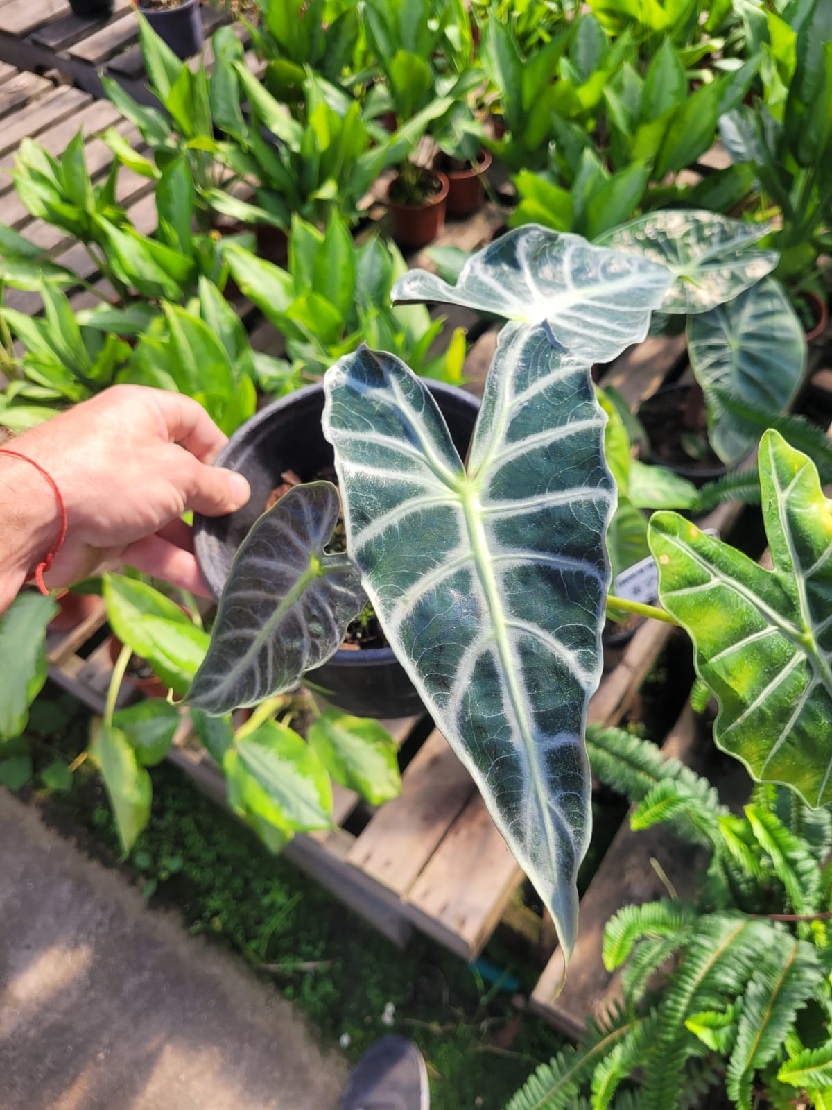 ALOCASIA AMAZONIA - M12
