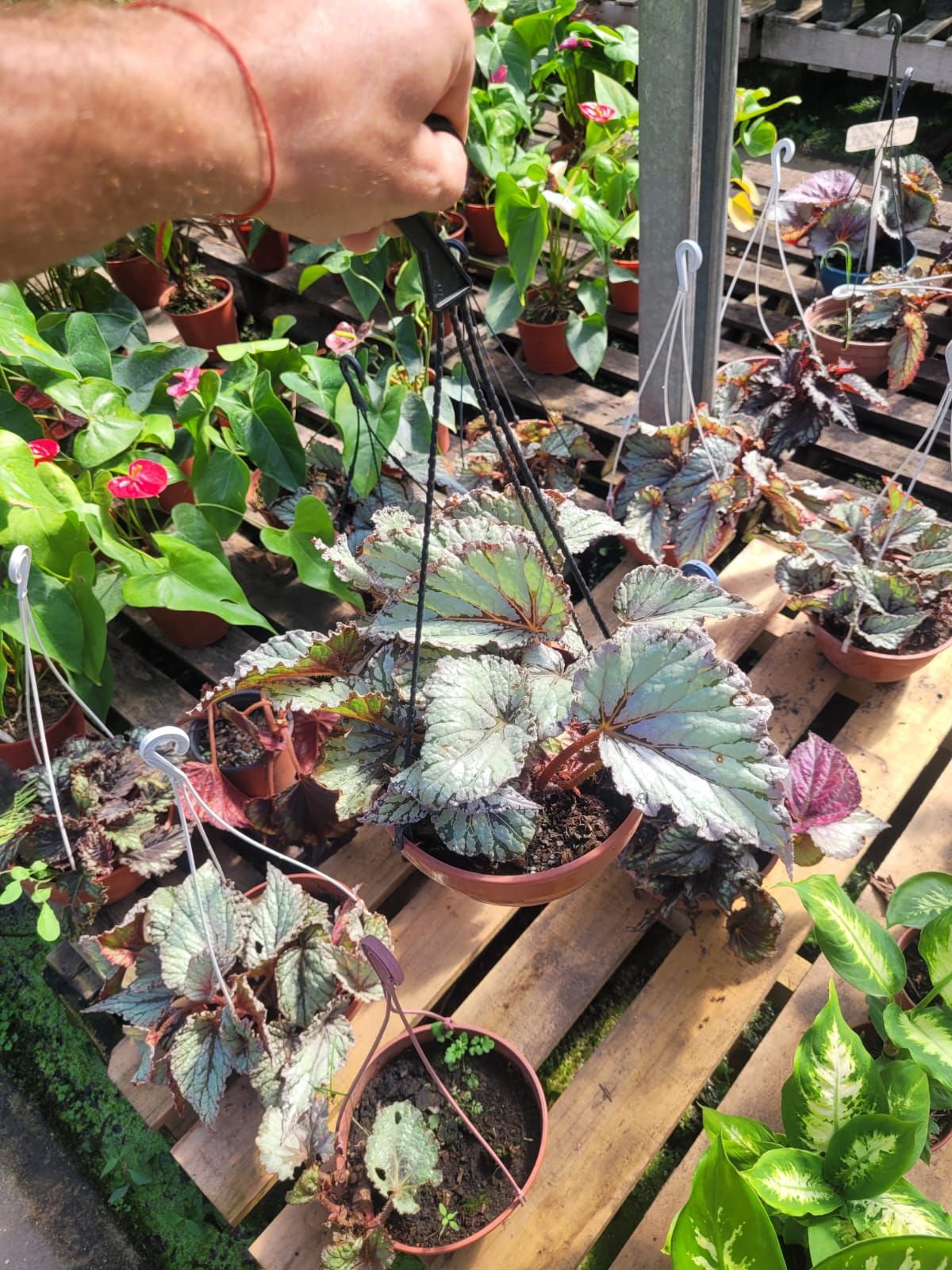 Begonia REX - 12 cm - Image 2