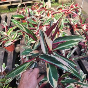 Calatea stromanthe - 3Lts