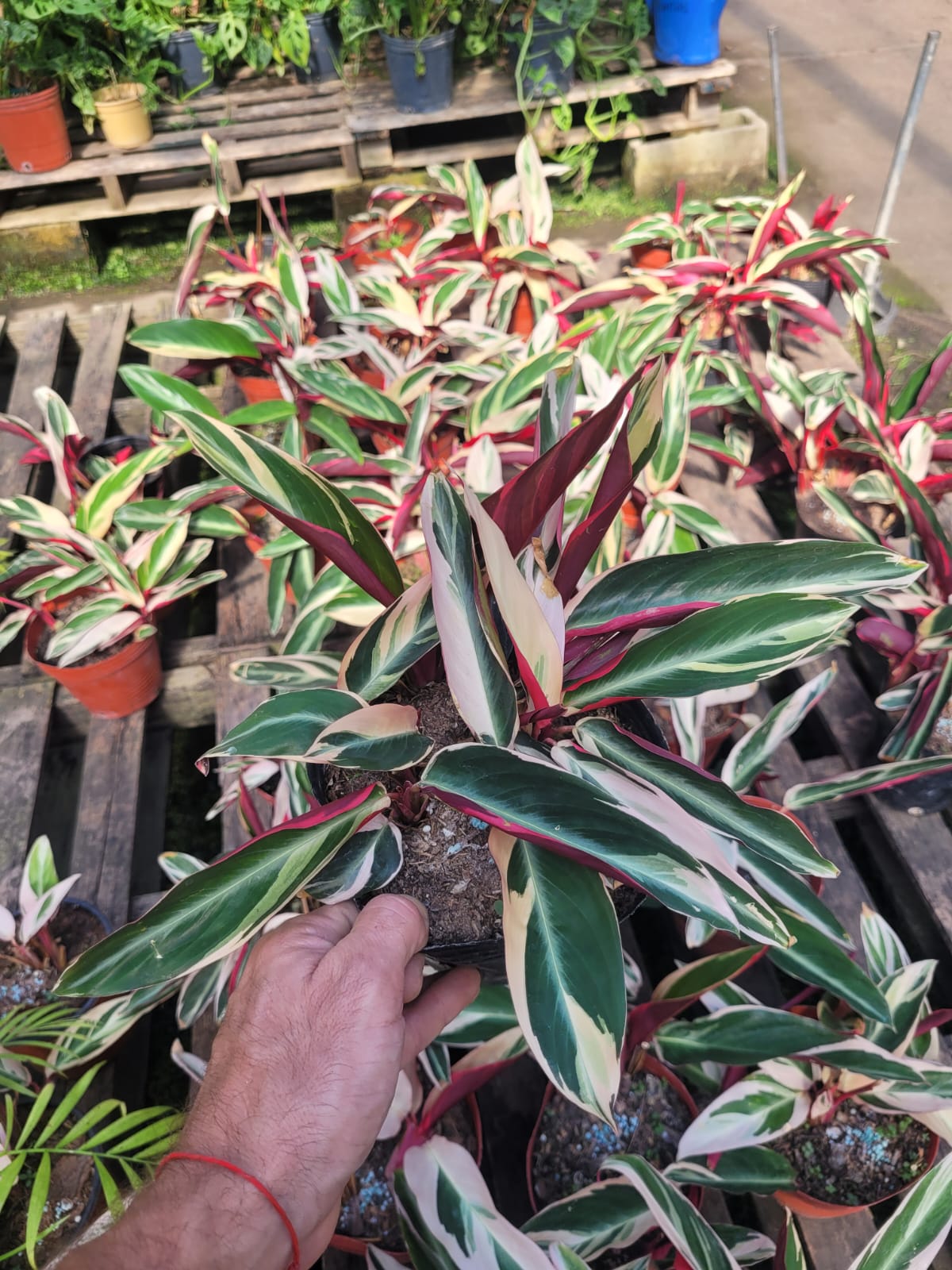 Calatea stromanthe - 3Lts