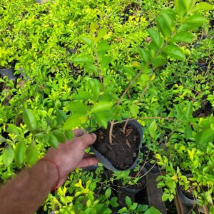 DURANTA ERECTA - 3 Lts