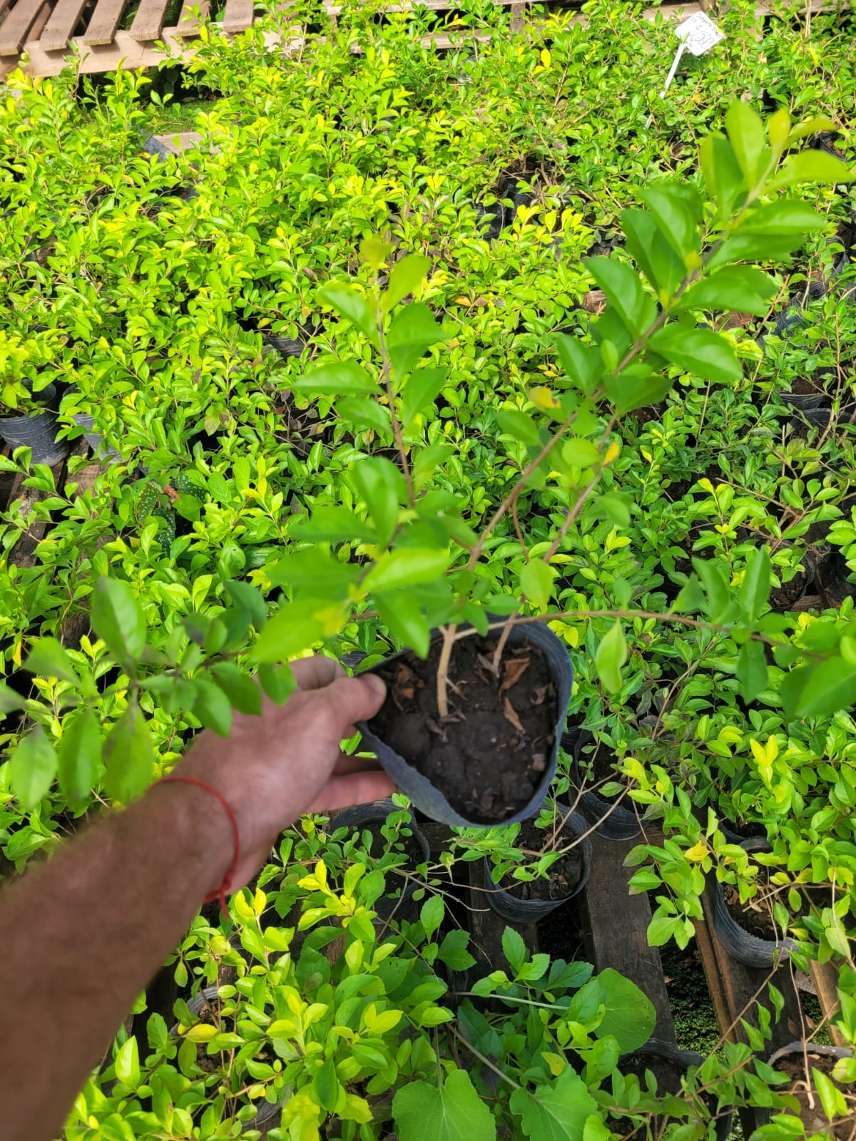 DURANTA ERECTA - 3 Lts