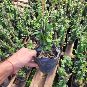 Enamorada del muro - 3 Lts